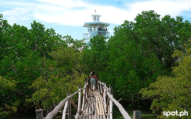 The mangroves of Tabuk Sanctuary. Photo by Kate Alvarez.