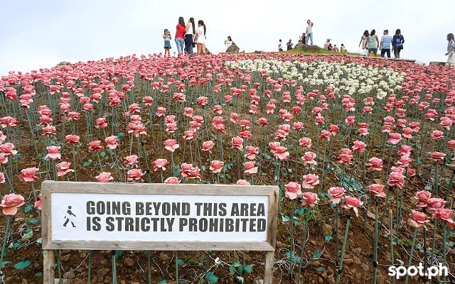 There are 16,000 artificial, LED-powered flowers in Lintaon Peak.