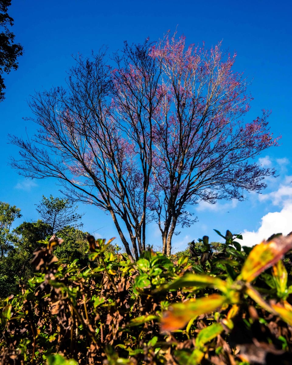 salinggogon tree at Masungi Georeserve