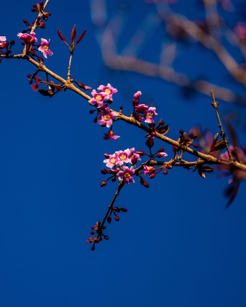 salinggogon flowers at Masungi Georeserve