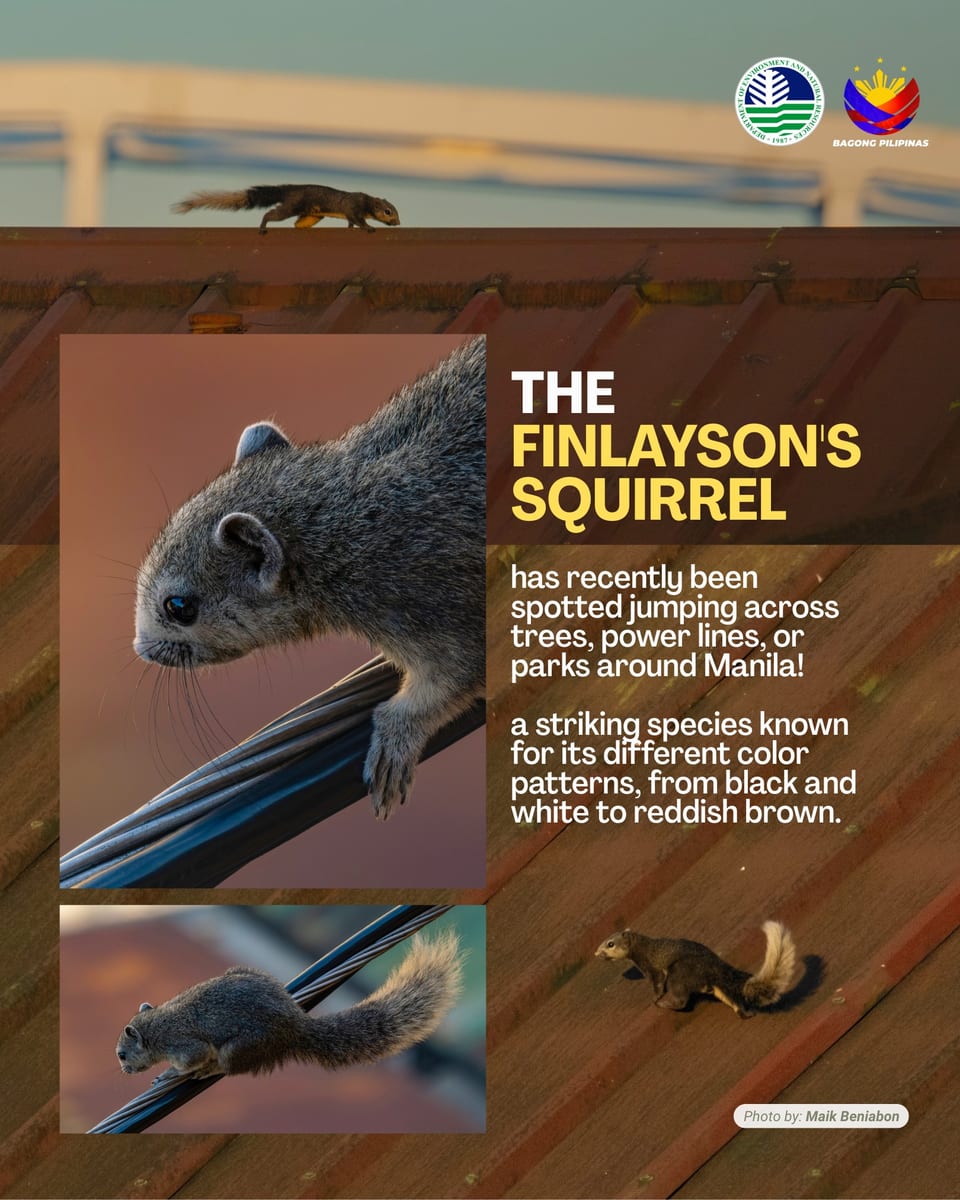 finlayson squirrel