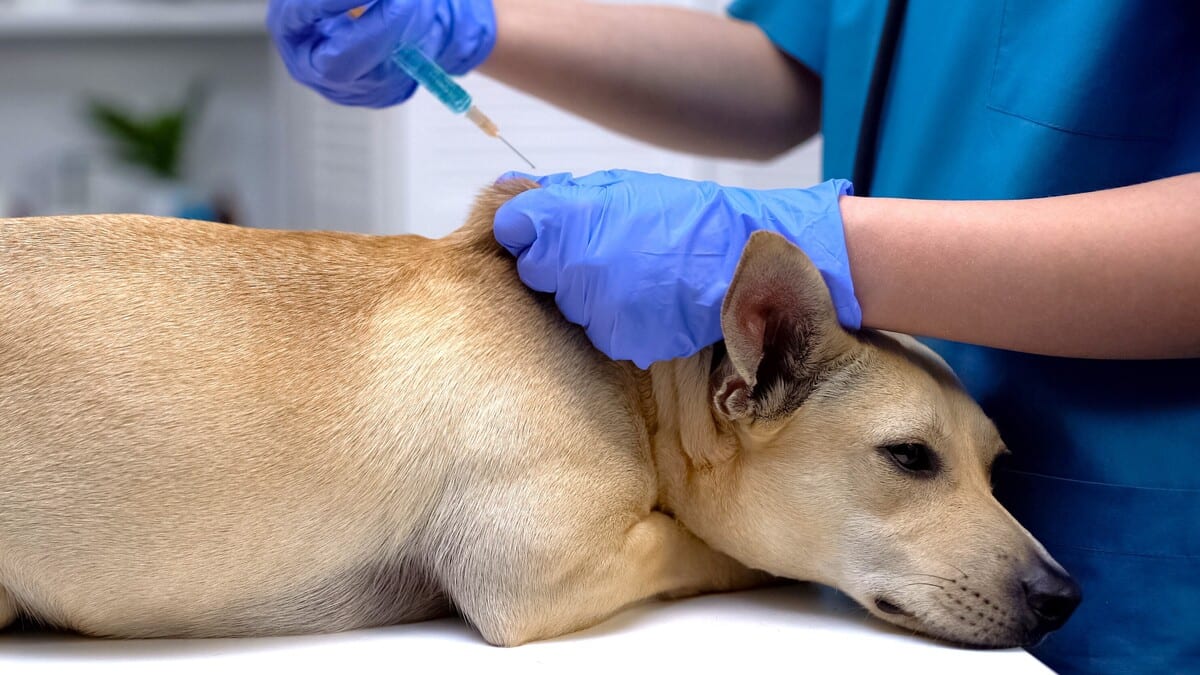 Free Anti-Rabies Shots for Pets Are Now Available at More QC Locations