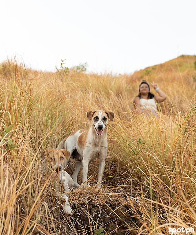 Nagsasa Cove-Dogs